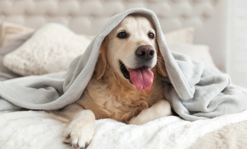 Pet Policies Explained: Renting with Pets in Cookeville